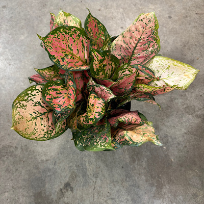 8" Aglaonema Red Valentine